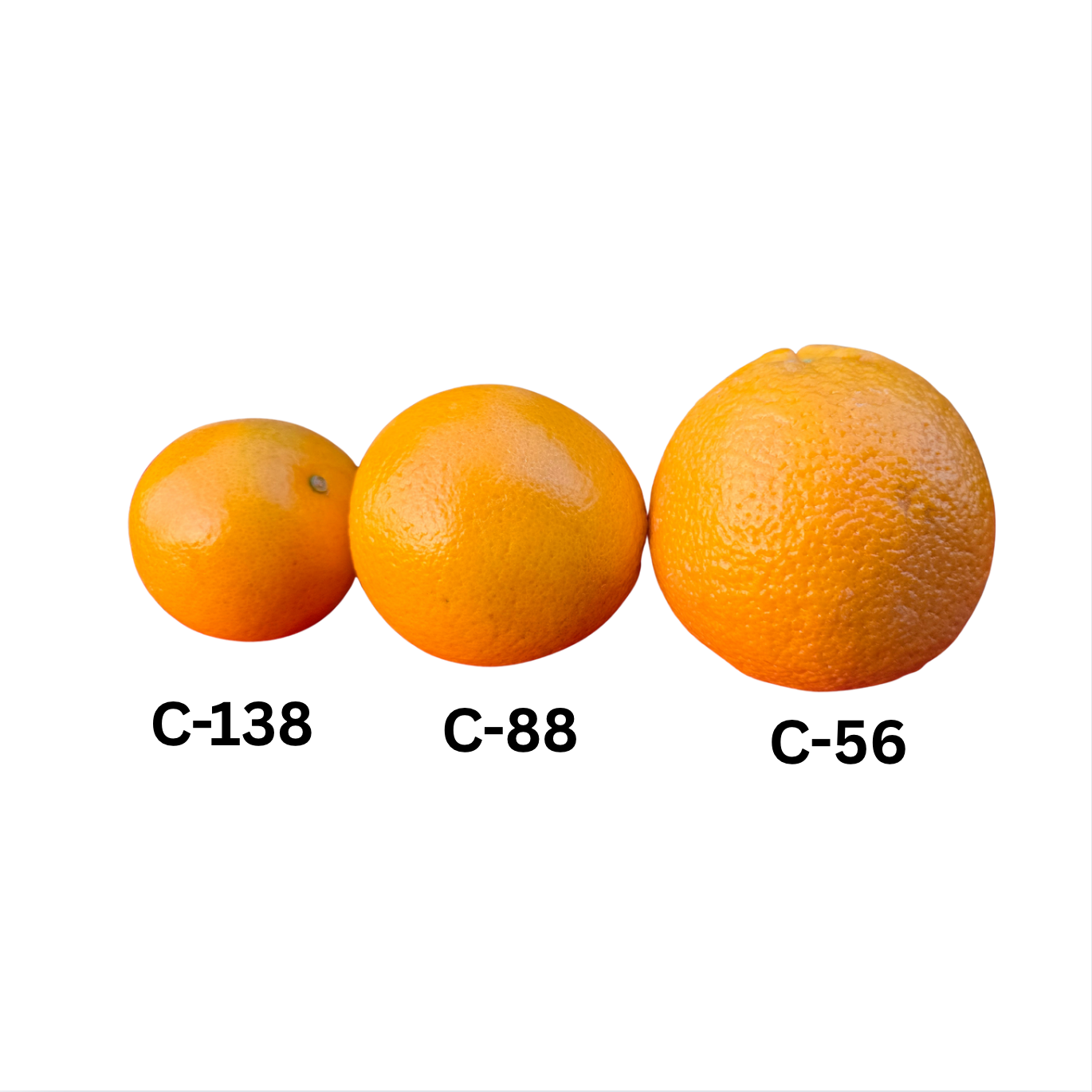 Australian mango Count 56